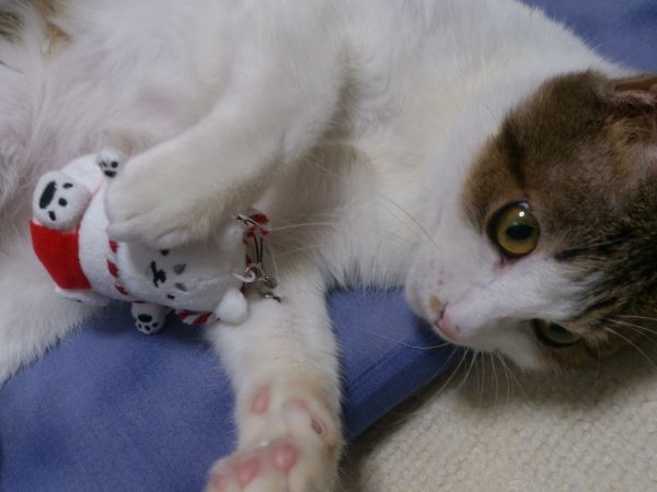 ミニしっぺいをお迎え★