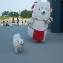 白犬が白犬をお散歩！？